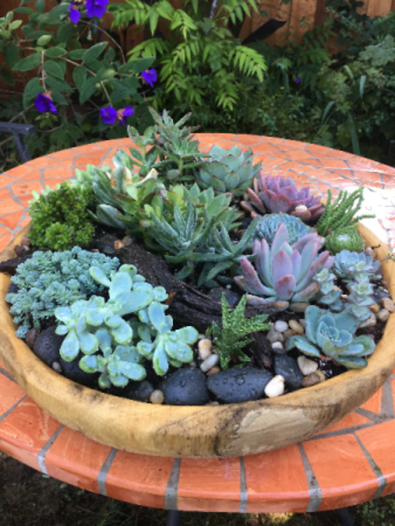 Succulent Serenity Bowl