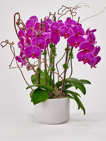 Great Gratitude Orchid
