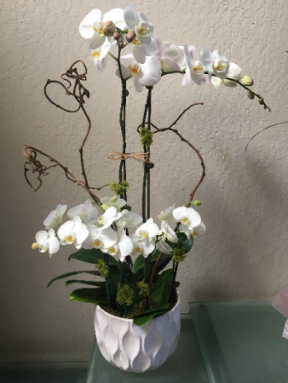 Elegant Orchids, Colors May Vary