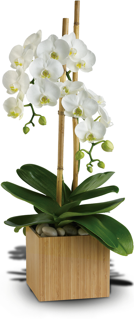 Opulent Orchids Colors May Include Light Pink or Purple