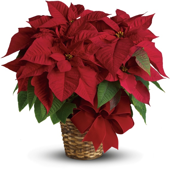 Red Poinsettia 6-Inch Round