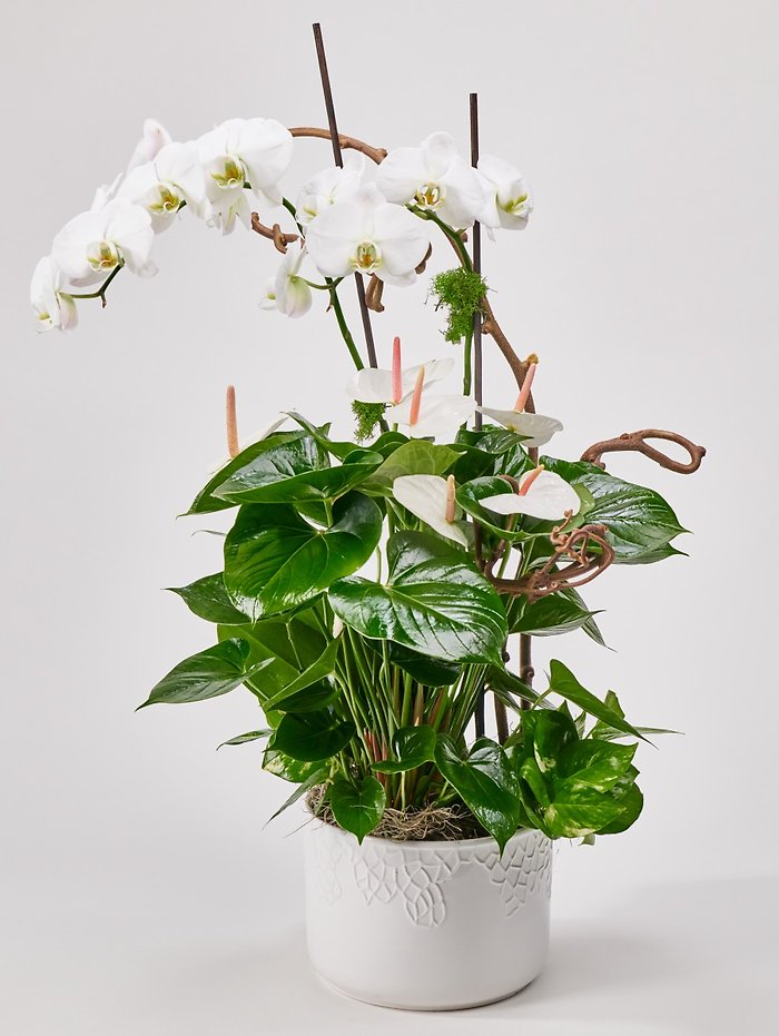 Orchid Garden