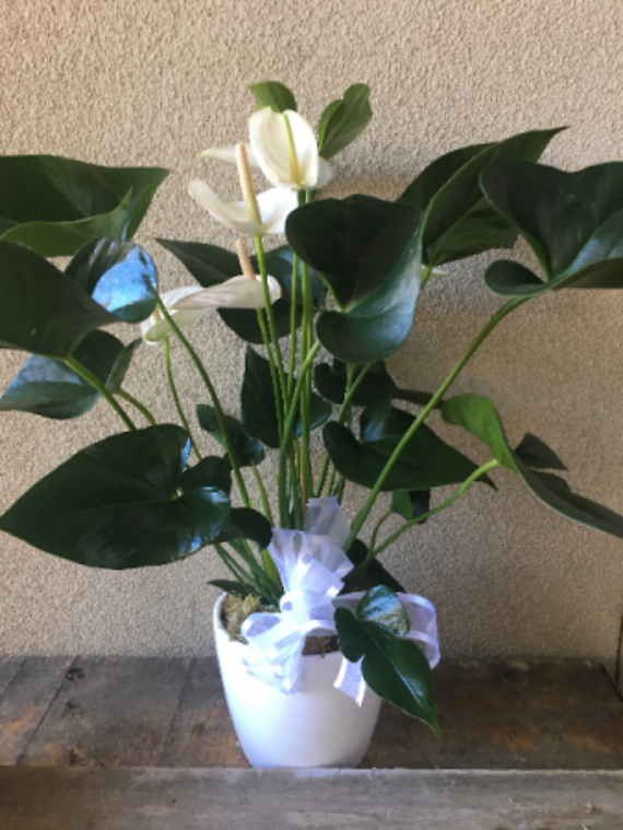 Anthurium Blessings, Colors May Vary
