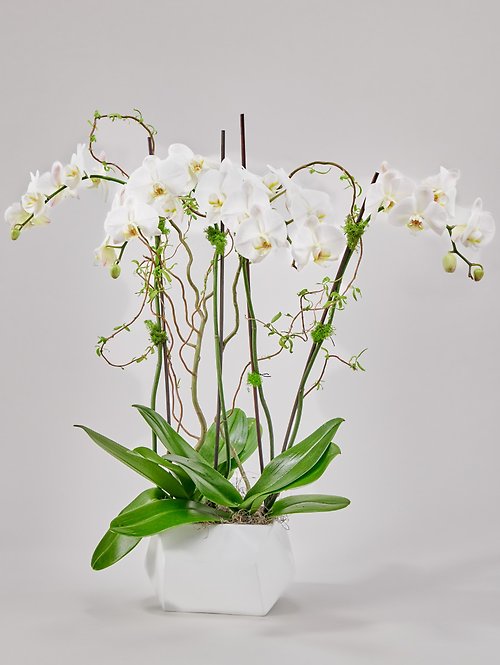Orchid Oasis