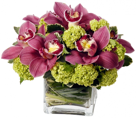 Silicon Valley Cymbidiums