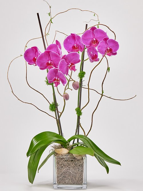 Glorious Orchid