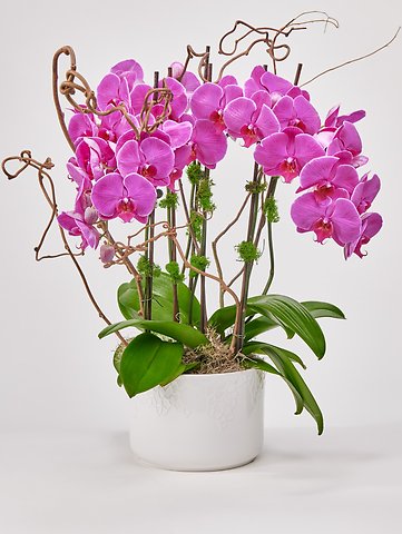 Gracious Gratitude Orchid