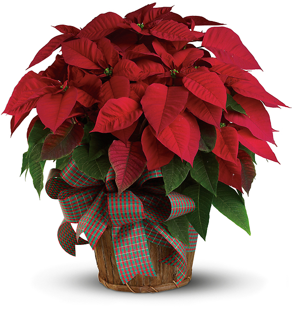 Large 8-Inch Round Red Poinsettia