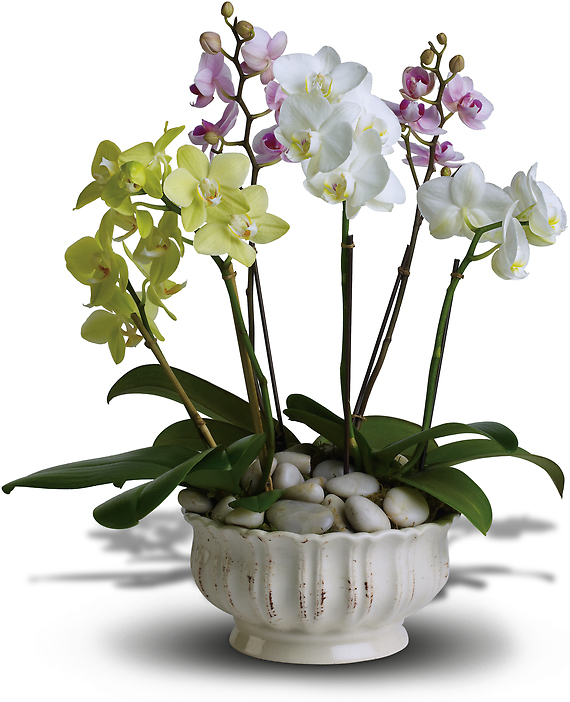 Regal Orchids